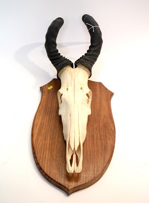 Lot 962 - Taxidermy: African Game Trophy Skulls.