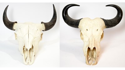 Lot 964 - Taxidermy: A Buffalo skull with horns; and another.