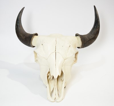 Lot 964 - Taxidermy: A Buffalo skull with horns; and another.