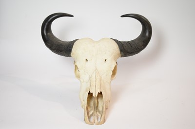 Lot 964 - Taxidermy: A Buffalo skull with horns; and another.