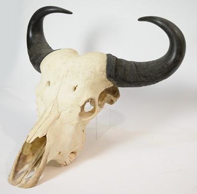 Lot 964 - Taxidermy: A Buffalo skull with horns; and another.