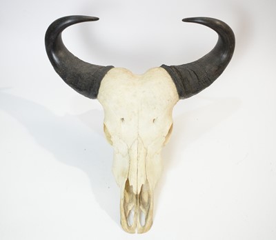 Lot 964 - Taxidermy: A Buffalo skull with horns; and another.