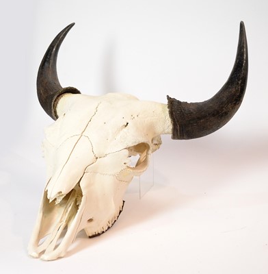 Lot 964 - Taxidermy: A Buffalo skull with horns; and another.