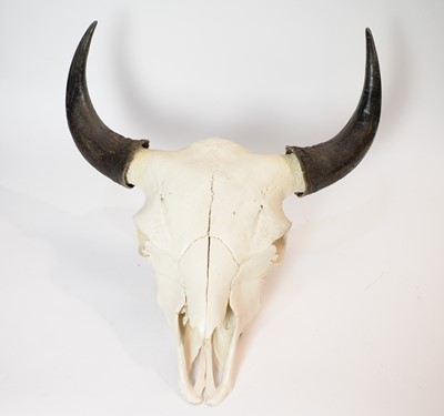Lot 964 - Taxidermy: A Buffalo skull with horns; and another.