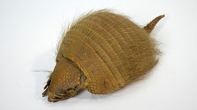 Lot 965 - A taxidermy Armadillo.