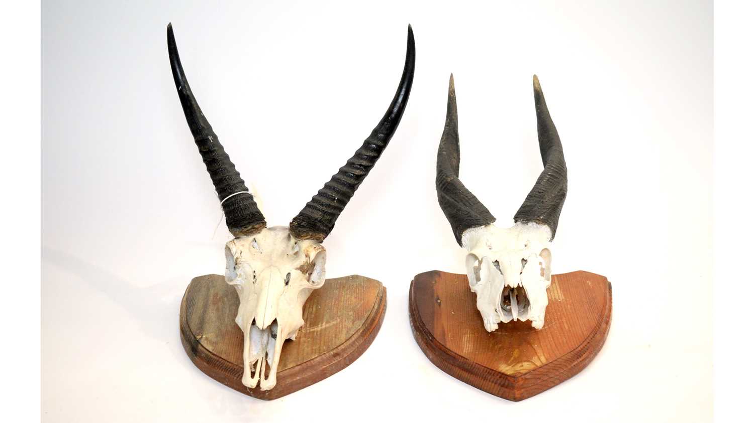 Lot 966 - Taxidermy: Lowland Nyala skull with horns; and another.