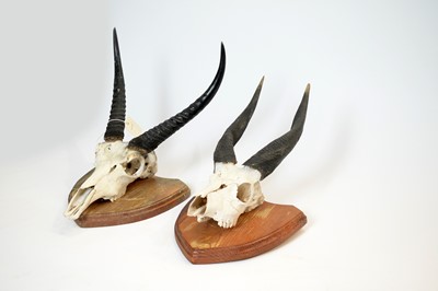 Lot 966 - Taxidermy: Lowland Nyala skull with horns; and another.