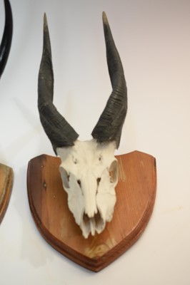 Lot 966 - Taxidermy: Lowland Nyala skull with horns; and another.