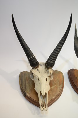 Lot 966 - Taxidermy: Lowland Nyala skull with horns; and another.