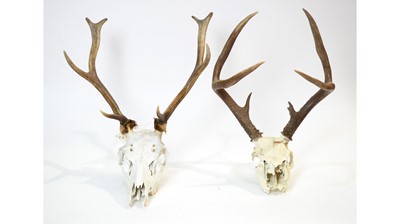 Lot 968 - Antlers: Red Deer.