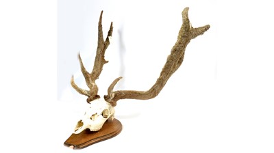 Lot 969 - Antlers: Caribou or reindeer.