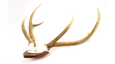 Lot 970 - Antlers: Red Deer.