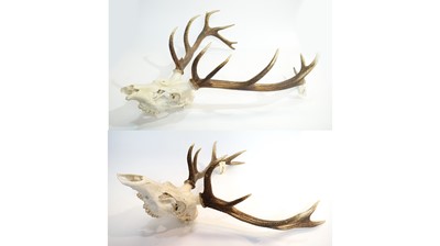 Lot 971 - Antlers: Red Deer.