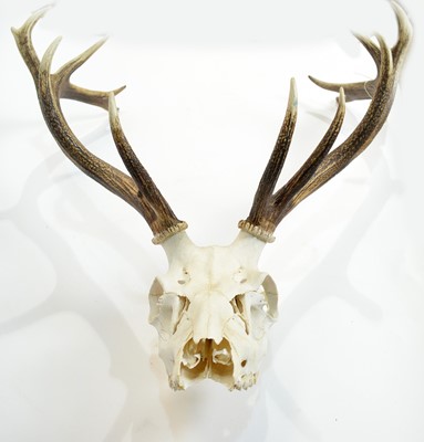 Lot 971 - Antlers: Red Deer.