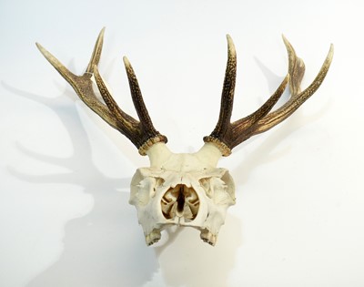 Lot 971 - Antlers: Red Deer.