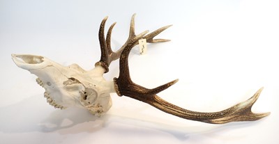 Lot 971 - Antlers: Red Deer.