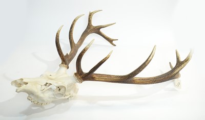 Lot 971 - Antlers: Red Deer.