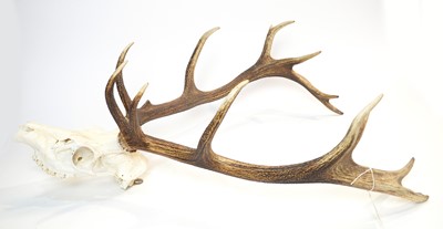 Lot 971 - Antlers: Red Deer.