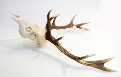 Lot 971 - Antlers: Red Deer.