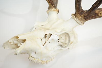 Lot 971 - Antlers: Red Deer.