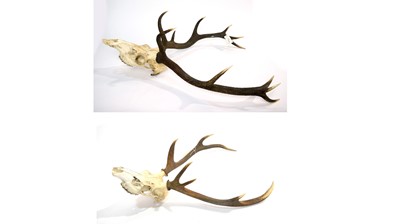 Lot 972 - Antlers: Red Deer.