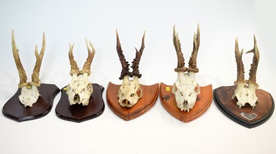 Lot 973 - Antlers: Roe Deer.