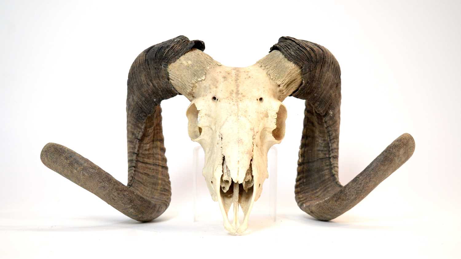 Lot 978 - Taxidermy: European Mouflon skull with horns.
