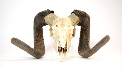 Lot 978 - Taxidermy: European Mouflon skull with horns.