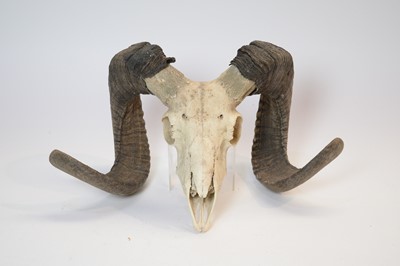 Lot 978 - Taxidermy: European Mouflon skull with horns.