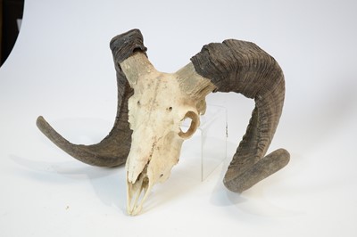 Lot 978 - Taxidermy: European Mouflon skull with horns.