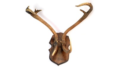 Lot 979 - Antlers: Red Deer.