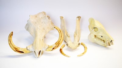 Lot 980 - Taxidermy: Warthog skull; and another.