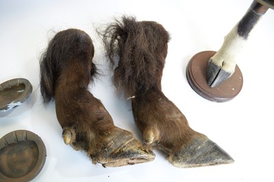 Lot 981 - Taxidermy: Cape Buffalo front legs; and another.