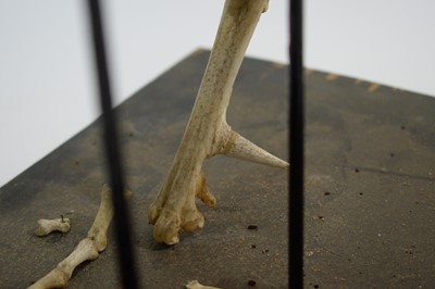Lot 983 - Taxidermy: Cockerel skeleton.