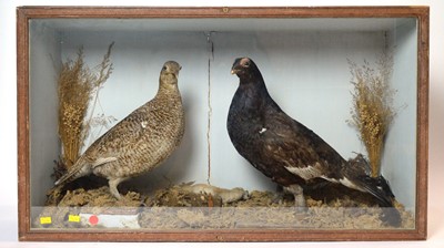 Lot 940 - A pair of taxidermy Black Grouses in a glazed display case.