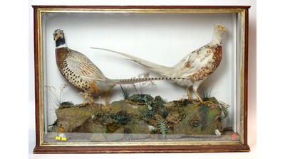 Lot 941 - A cased pair of taxidermy Ring-necked Pheasants.