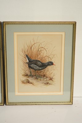 Lot 1075 - Andrew Alexander - Three bird studies | watercolour