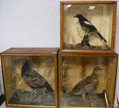 Lot 492 - A taxidermy magpie; together with two other cased taxidermy birds.