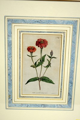 Lot 704 - 18th and 19th Century Botanical Studies - Four Floral Specimens | hand-tinted engravings