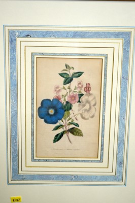 Lot 704 - 18th and 19th Century Botanical Studies - Four Floral Specimens | hand-tinted engravings