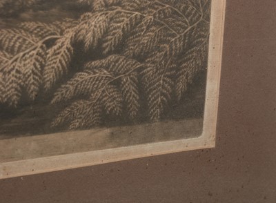 Lot 1027 - After George Stubbs - A Tigress | engraving