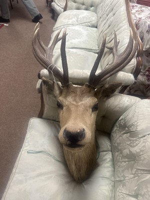 Lot 429 - A taxidermy stag deer head