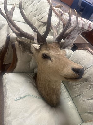 Lot 429 - A taxidermy stag deer head