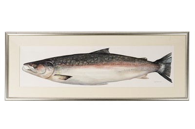 Lot 304 - Daphne Harrison - Life Size Painting of a Tyne Salmon | watercolour