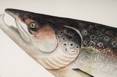 Lot 304 - Daphne Harrison - Life Size Painting of a Tyne Salmon | watercolour