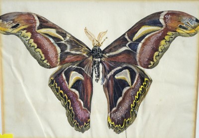 Lot 1081 - Gladys Davison - Three butterfly studies | watercolour