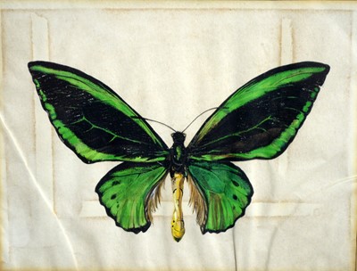 Lot 1081 - Gladys Davison - Three butterfly studies | watercolour