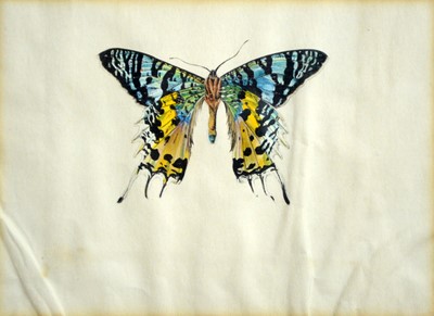Lot 1081 - Gladys Davison - Three butterfly studies | watercolour