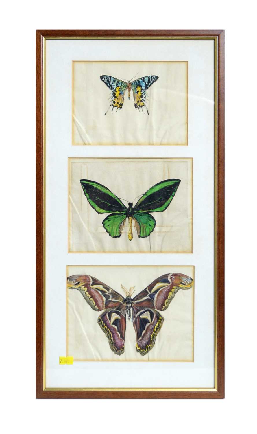 Lot 1081 - Gladys Davison - Three butterfly studies | watercolour