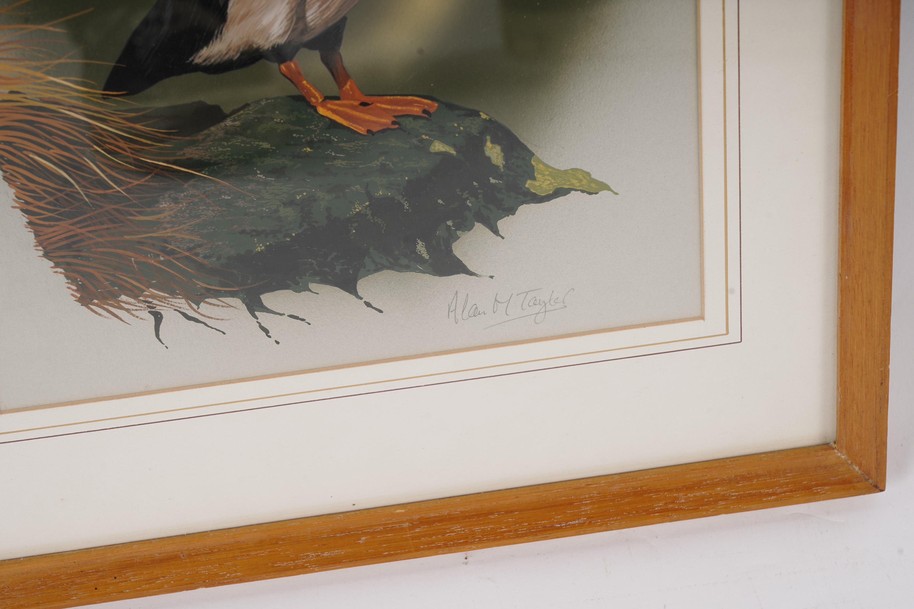 Lot 79 - Alan Taylor - Puffin | gouache